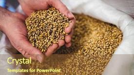  Presentation with brewery - Colorful PPT theme enhanced with breweries - close-up of manufacturer holding barley backdrop and a tawny brown colored foreground