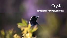  Presentation with lilac bush - Slide set with brewers blackbird sitting in front background and a dark gray colored foreground