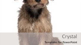  Presentation with old dog - Slide deck with years old sitting in front background and a light gray colored foreground