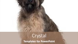  Presentation with old dog - Colorful presentation enhanced with briard-dog-9-months-old backdrop and a coral colored foreground