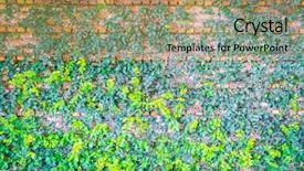  Presentation with ivy - Beautiful slide deck featuring brick wall covered in green ivy backdrop and a coral colored foreground