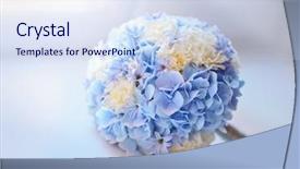  Presentation with indian bridal wear - Presentation theme consisting of bridal bouquet background and a sky blue colored foreground