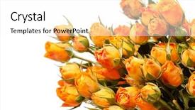  Presentation with roses - Colorful slide deck enhanced with bridal shower - beautiful roses backdrop and a white colored foreground