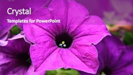  Presentation with tropical flowers close up - Presentation theme with bridal shower - closeup of flowers in summer background and a purple colored foreground