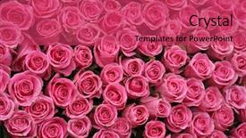  Presentation with pink roses - Cool new presentation with bridal shower - closeup view of hot pink backdrop and a red colored foreground