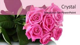  Presentation with pink roses - PPT layouts consisting of bridal shower - many pink roses isolated background and a coral colored foreground