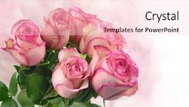  Presentation with singled green pink rose - Theme featuring bridal shower - pink fresh roses background and a lemonade colored foreground