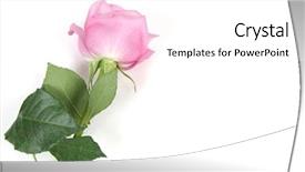  Presentation with pink rose - Audience pleasing slide set consisting of bridal shower - pink rose with white background backdrop and a white colored foreground