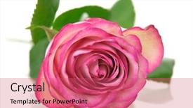  Presentation with pink rose - Colorful slide set enhanced with background with bright abstract color concentric pattern backdrop and a tawny brown colored foreground