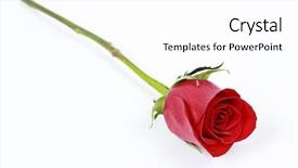  Presentation with white rose - Amazing PPT theme having bridal shower - red rose on white background backdrop and a white colored foreground