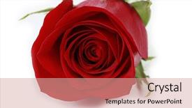  Presentation with bridal shower - Slides consisting of bridal shower - red rose on white background background and a coral colored foreground