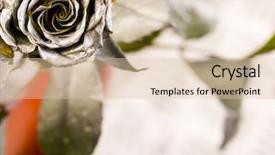  Presentation with bridal shower - Amazing presentation having bridal shower - silver rose backdrop and a lemonade colored foreground