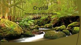  Presentation with ferns - PPT layouts with lush cool temperate rainforest background and a gold colored foreground