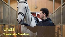  Presentation with horse riding - PPT layouts having bridle in riding stable background and a tawny brown colored foreground