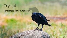  Presentation with crow - PPT layouts featuring zoology - brigh black plumage background and a mint green colored foreground
