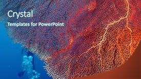  Presentation with coral - Amazing presentation having bright and big hard coral backdrop and a ocean colored foreground