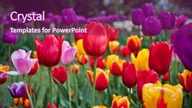  Presentation with colorful flower - Audience pleasing slides consisting of bright and colorful tulips flower backdrop and a violet colored foreground
