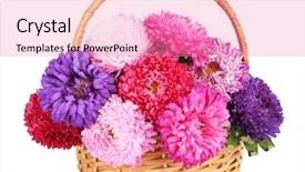  Presentation with bright white - Colorful slides enhanced with bright aster flowers in basket backdrop and a coral colored foreground