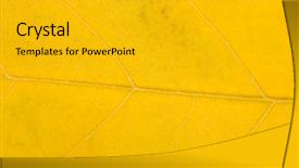  Presentation with leaf pathogen - Audience pleasing theme consisting of bright autumn leaf close up backdrop and a gold colored foreground