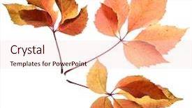  Presentation with bright white - Slide deck consisting of bright autumn leaves isolated background and a lemonade colored foreground