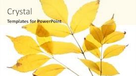  Presentation with bright white - Amazing presentation theme having bright-autumn-leaves-isolated backdrop and a blonde colored foreground