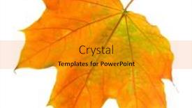  Presentation with maple leaf - Slide set having bright autumn maple leaf isolated background and a gold colored foreground