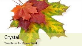  Presentation with maple leaves - Slide deck featuring bright autumnal maple leaves pile background and a yellow colored foreground