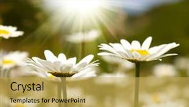  Presentation with chamomile - Beautiful PPT theme featuring bright beautiful flower - chamomile field backdrop and a yellow colored foreground