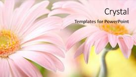  Presentation with gerbera daisy pink flower - Audience pleasing PPT theme consisting of bright beautiful flower - closeup of two pink daisy-gerbera backdrop and a pink colored foreground