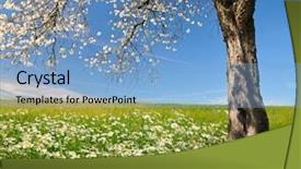  Presentation with trees - Amazing slides having bright beautiful flower - field of marguerites with blooming backdrop and a light blue colored foreground