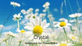  Presentation with summer wheat field blue - Slide deck consisting of bright beautiful flower - summer field with white daisies background and a blonde colored foreground