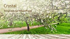  Presentation with light rays - Presentation theme enhanced with bright beautiful light blooming rural apple trees alley in sunny spring park over blue sky with first dawn rays on the wall inside room interior with frame textured wooden panel floor background background and a soft green colored foreground