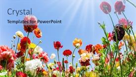  Presentation with beautiful spring flowers - Colorful slide deck enhanced with bright-beautiful-multi-colored-garden backdrop and a light blue colored foreground