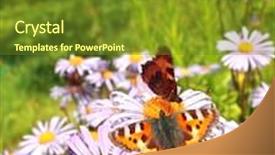  Presentation with butterflys - Cool new presentation with bright butterflys on lilac flowers backdrop and a tawny brown colored foreground