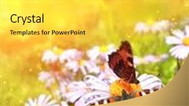  Presentation with butterflys - Cool new presentation theme with bright butterflys on lilac flowers backdrop and a yellow colored foreground