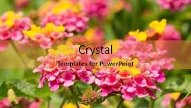  Presentation with colorful flower - Audience pleasing presentation theme consisting of bright colorful lantana flower backdrop and a gold colored foreground