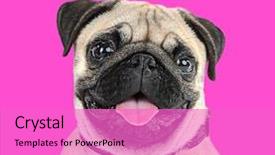  Presentation with dog - Presentation theme enhanced with bright colors - funny cute and playful pug background and a lilac colored foreground