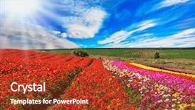  Presentation with broad - PPT layouts featuring bright colors - red and pink background and a  colored foreground