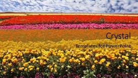  Presentation with purple flowers - Beautiful slide deck featuring bright colors - red yellow pink backdrop and a  colored foreground