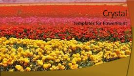  Presentation with broad - Colorful slides enhanced with bright colors - red yellow pink backdrop and a  colored foreground