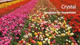  Presentation with broad - Theme with bright colors - red yellow pink background and a  colored foreground