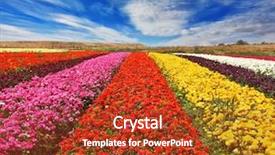  Presentation with broad - Amazing PPT theme having bright colors - red yellow pink backdrop and a  colored foreground