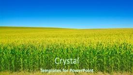  Presentation with ears - Cool new slides with bright-corn-field-with-ripe backdrop and a forest green colored foreground