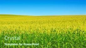  Presentation with corn field - Cool new PPT theme with bright-corn-field-with-ripe backdrop and a tawny brown colored foreground
