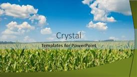  Presentation with corn field - PPT theme consisting of bright-corn-field-with-ripe background and a light blue colored foreground