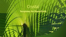  Presentation with tropical forest - Cool new PPT layouts with bright-exotic-tropical-greens backdrop and a tawny brown colored foreground