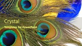  Presentation with peacock feather - PPT theme having bright-feather-of-a-peacock background and a tawny brown colored foreground