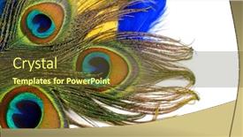 Presentation with peacock feather - Presentation design consisting of bright-feather-of-a-peacock background and a tawny brown colored foreground