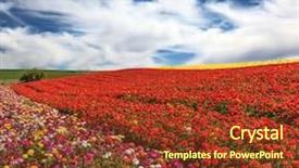  Presentation with festive - Theme enhanced with bright festive red blooming field of buttercups cloudy and windy spring day background and a tawny brown colored foreground