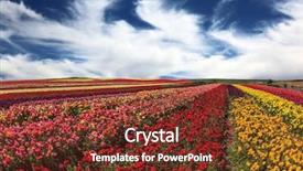  Presentation with festive - PPT theme consisting of bright festive red pink and yellow blooming field of buttercups cloudy and windy spring day background and a tawny brown colored foreground